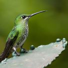 Green crowned Brilliant