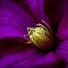 Purple Clematis