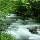 Babbling Brook
