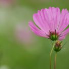 Cosmos bipinnatus
