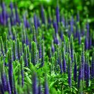 Veronica spicata