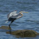 Heron landing