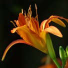 Daylily