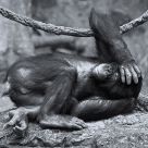 I'll never drink fermented coconut milk again...