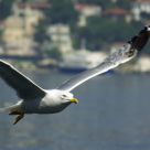 Freedom