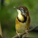 Bird