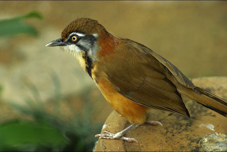 Bird