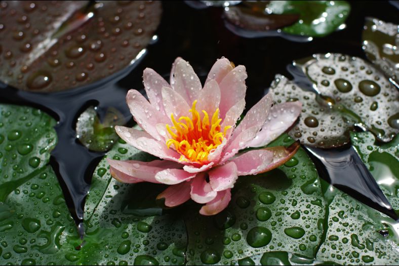 flower