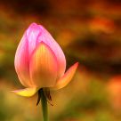 Water Lily
