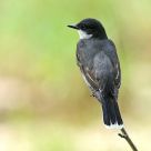 Eastern Kingbird