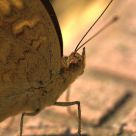 Butterfly's close up