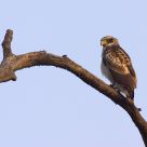 Crested Serpent Eagle