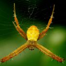 Small yellow spider