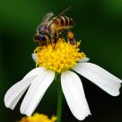 Busy Bee