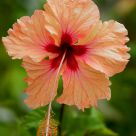 Island Flower