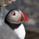 Worried puffin