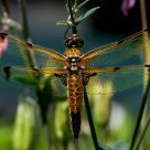 Libelle