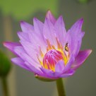 Nature - Nymphaeaceous