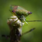 Hawthorn Bug