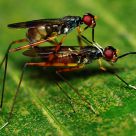 Wasp
