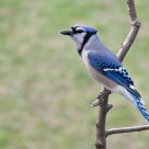 Blue Jay
