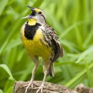 Meadowlark Song