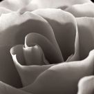 B&W Rose