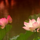 Nelumbo nucifera