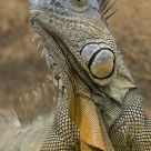 prehistoric beauty