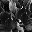 Corn lily Close up