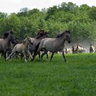 The Rush