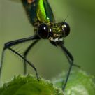 Banded Demoiselle