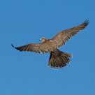 perigrene in flight