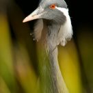 Red Eye