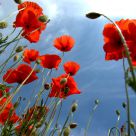 poppies