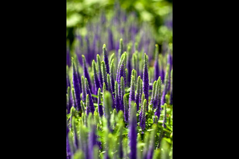 Purple Points