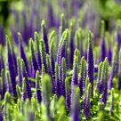 Purple Points