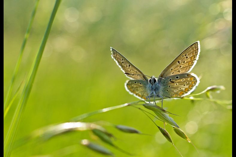 Polyommatus icarus