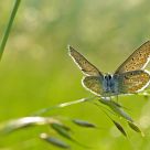 Polyommatus icarus