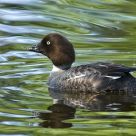 Female Goldeneye