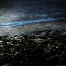 Westerschelde