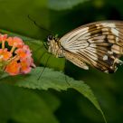 Butterfly Drinking
