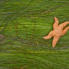 Seastar on Surfgrass