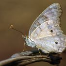 Mariposa
