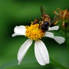 Bee and Flower