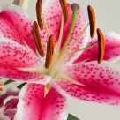 Stargazer
