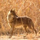 Jackal, Pench National Park