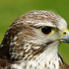 perigren falcon