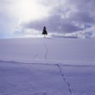Snow and Tree
