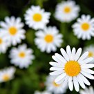 Daisies